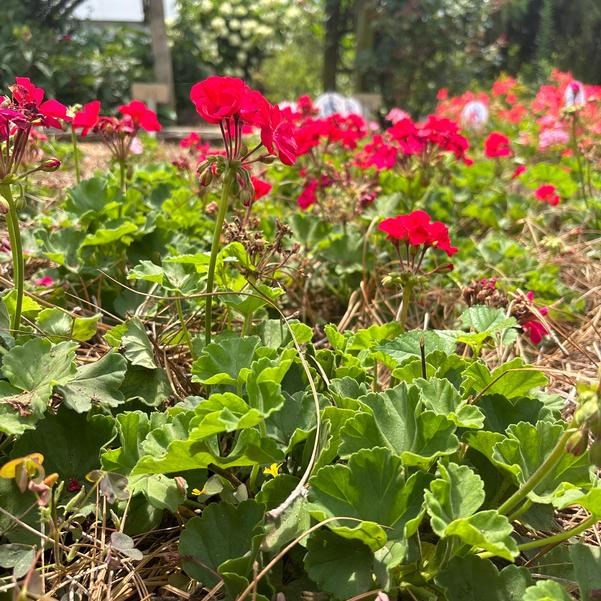 Interspecific Geranium Solera™ 'Fuschia' Image