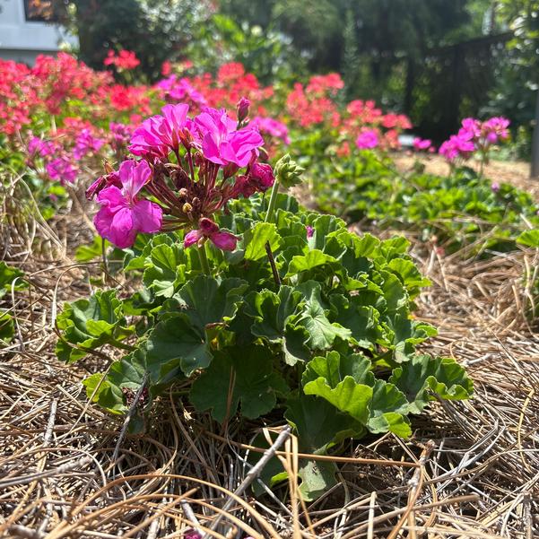 Interspecific Geranium Solera™ 'Lavender' Image