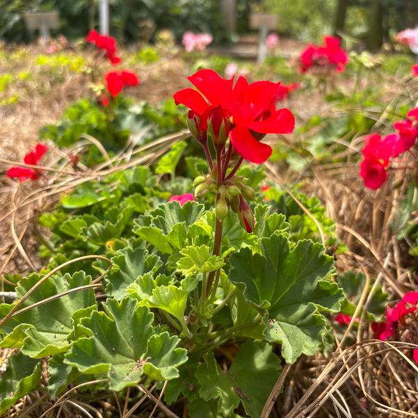 Interspecific Geranium Solera™ 'Red' Image