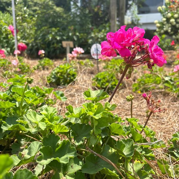 Interspecific Geranium Solera™ 'Watermelon' Image