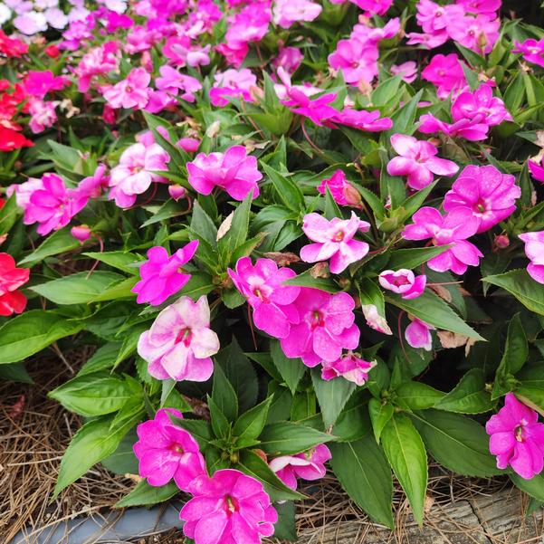 Interspecific Impatiens Solarscape® 'XL Pink Jewel' Image