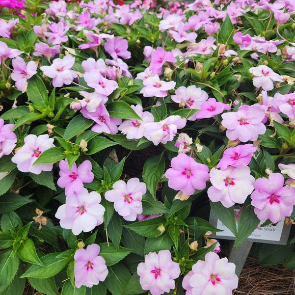 Interspecific Impatiens Solarscape® 'XL Lilac Spark' Image