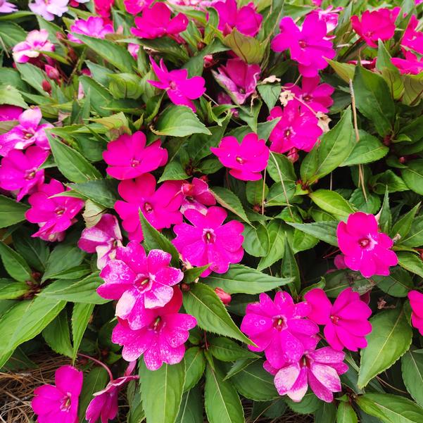 Interspecific Impatiens Solarscape® 'Magenta Bliss' Image