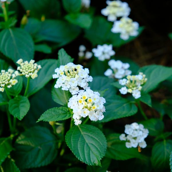 Lantana Heartland 'White 2025' Image