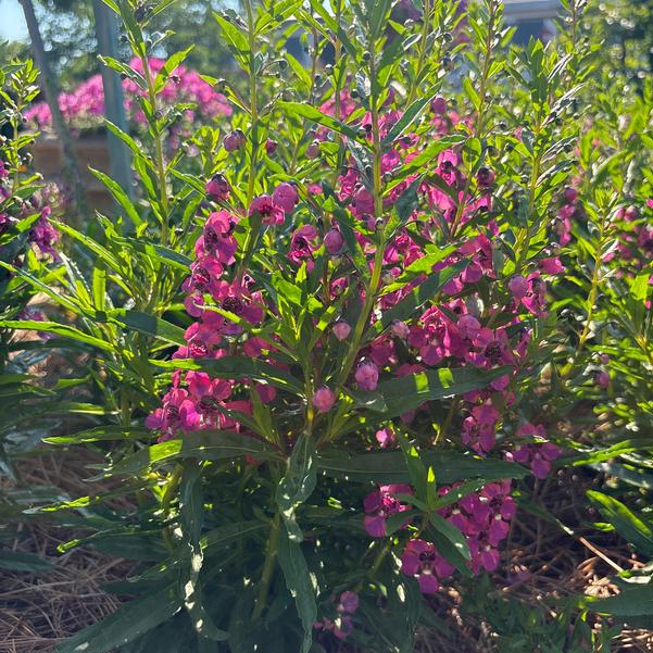 Angelonia Guardian Angel™ 'Berry Sparkler' Image