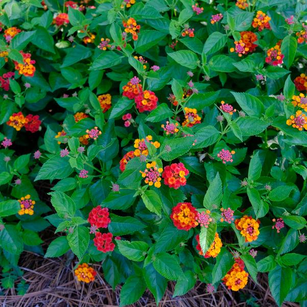 Lantana camara Bandolero™ 'Red Imp' Image