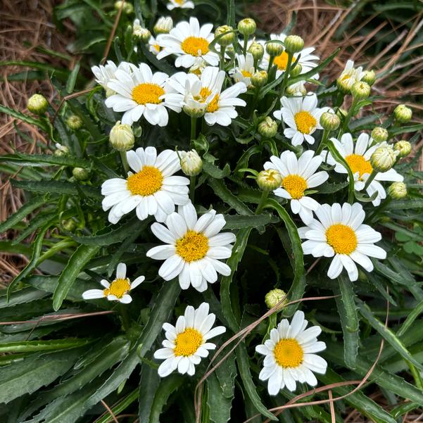 Leucanthemum maximum Western Star™ 'Leo' Image