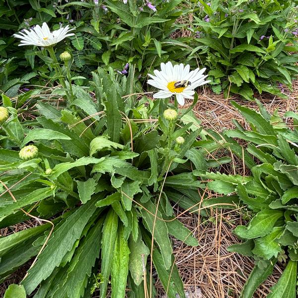 Leucanthemum maximum Western Star™ 'Libra' Image