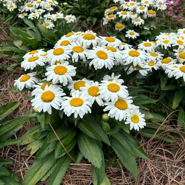 Leucanthemum maximum Western Star™ 'Taurus' Image