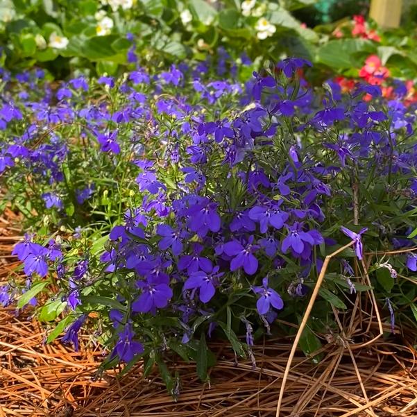 Lobelia Heatopia™ 'Dark Blue' Image