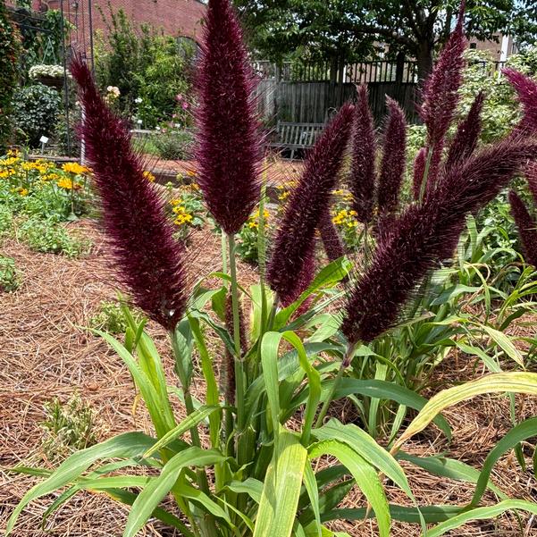 Ornamental Millet 'Jade Princess' Image