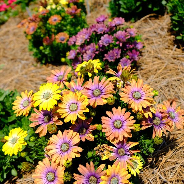 Osteospermum Akila® 'Hawaii Sunset Mix' Image