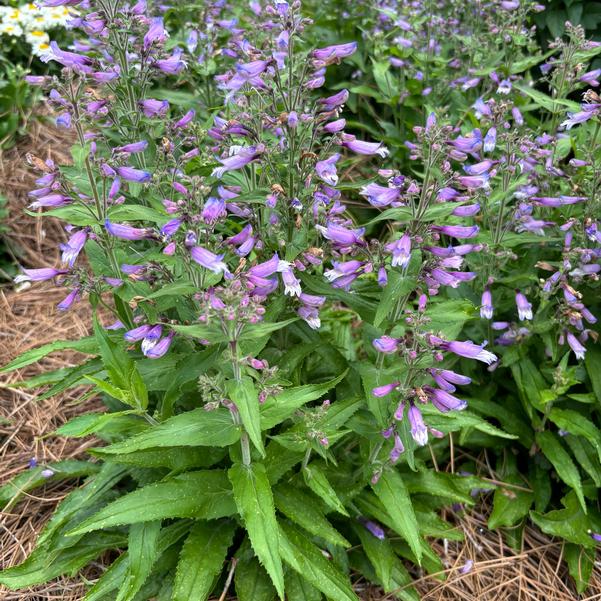 Penstemon NOVA® ''Twilight'' Image