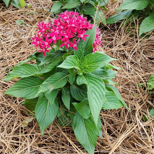 Pentas lanceolata F1 HoneyCluster™ 'Deep Rose' Image