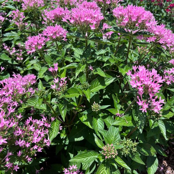 Pentas lanceolata F1 HoneyCluster™ 'Pink' Image