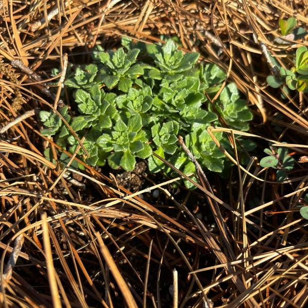 Aubrieta hybrid Rock on 'Purple improved' Image