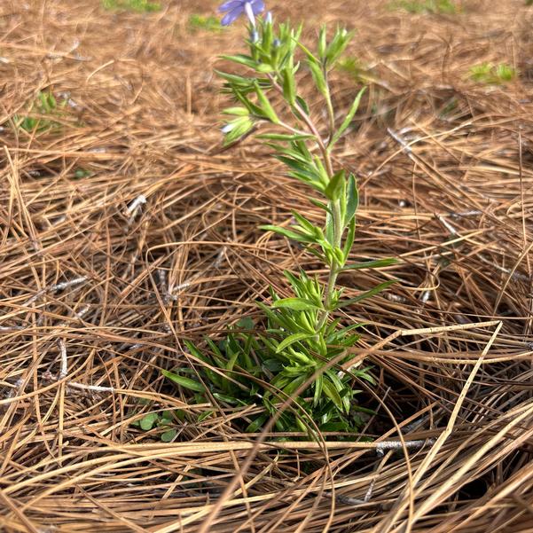 Phlox hybrid Woodlander 'Periwinkle' Image