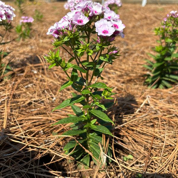 Phlox hybrid Early 'Blush Pop' Image