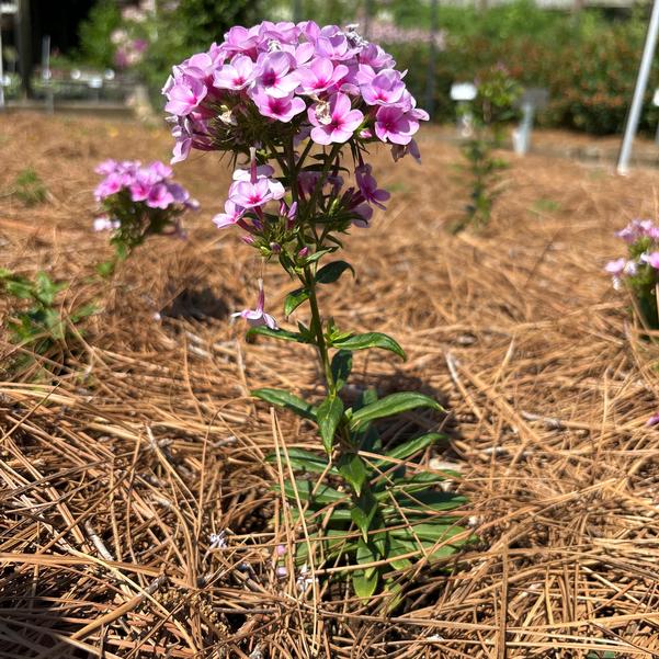 Phlox hybrid Early 'Lavender Pop' Image