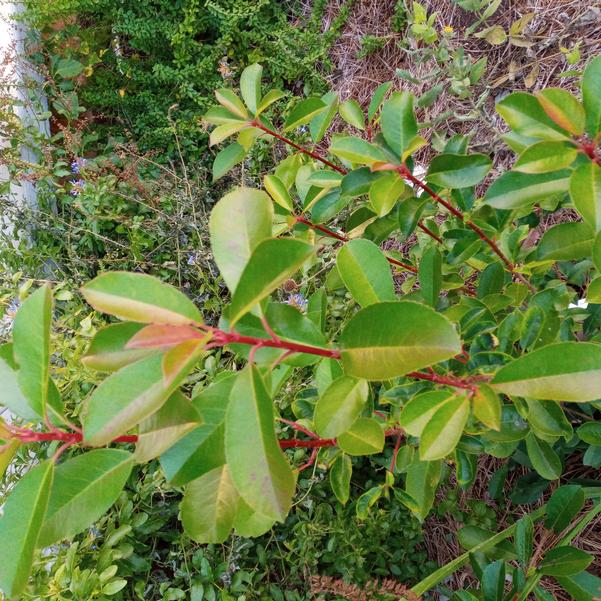 Photinia fraseri 'Harvest Moon™' Image