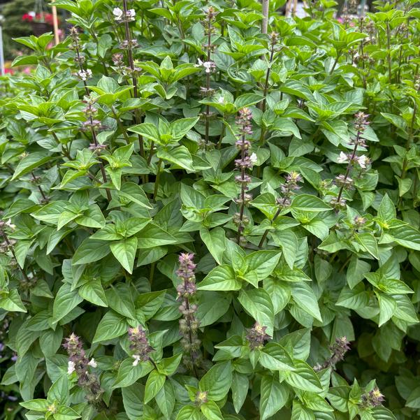 Basil Everleaf 'Lemon' Image