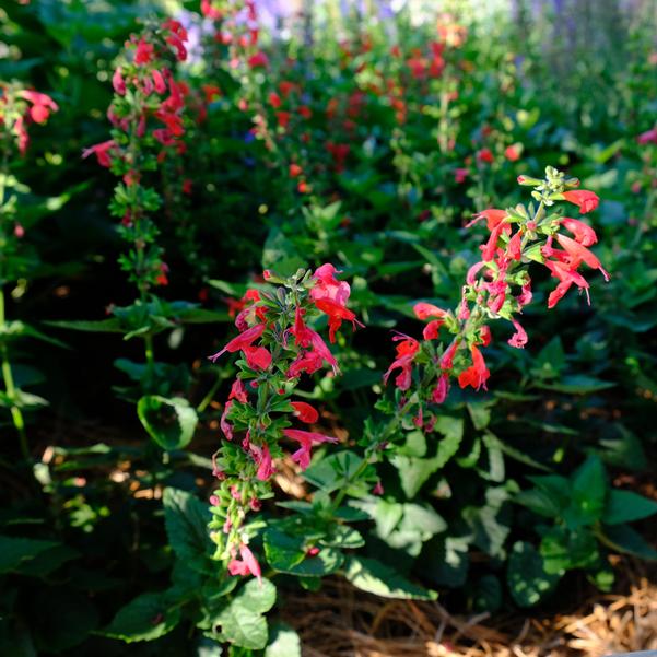 Salvia Unplugged® 'Red' Image