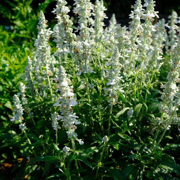 Salvia Unplugged® 'White' Image