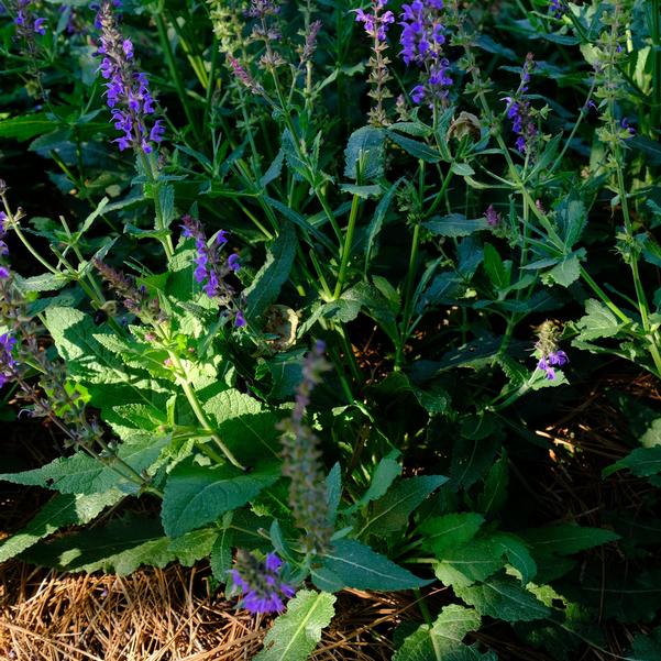 Salvia nemorosa 'Blue by You' Image