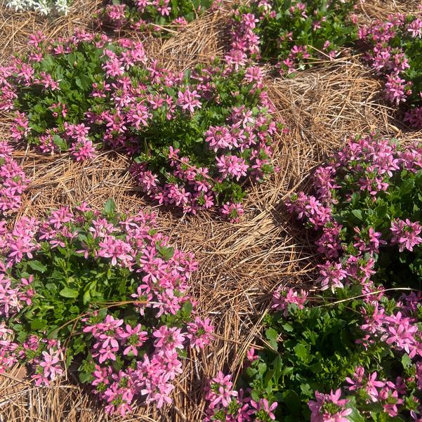 Scaevola Stardiva™ 'Pink' Image