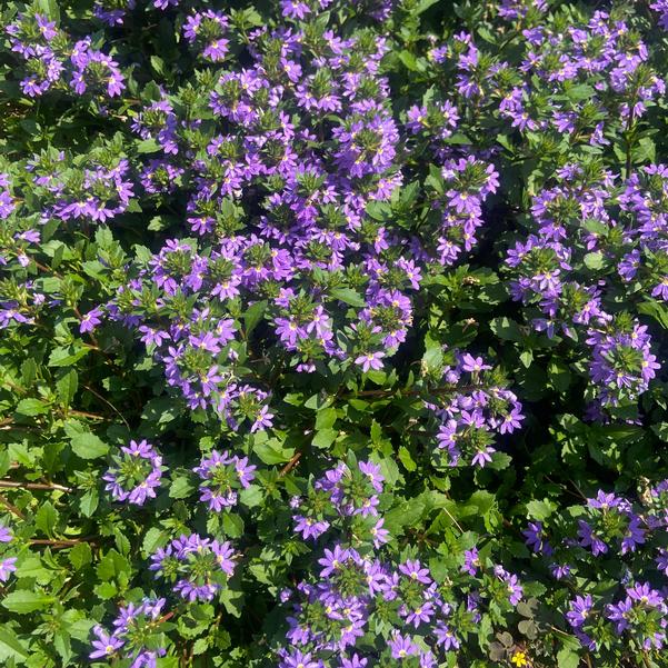 Scaevola Whirlwind® 'Blue' Image