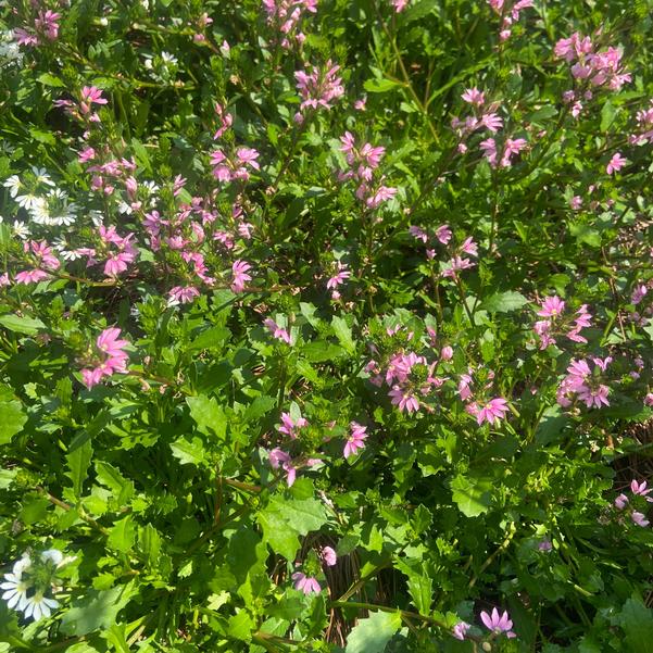 Scaevola Whirlwind® 'Pink' Image