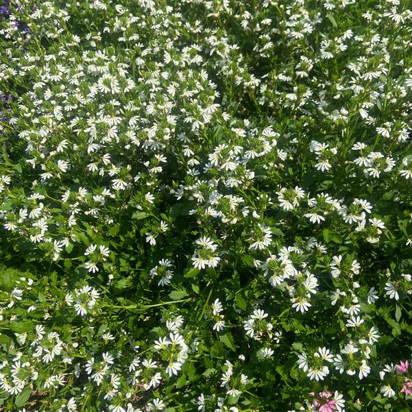 Scaevola Whirlwind® 'White' Image