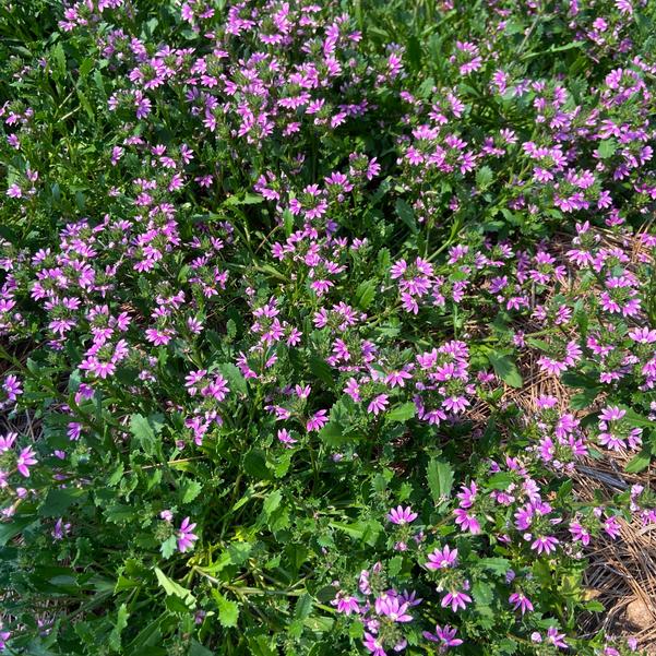 Scaevola 'Pink Brilliance' Image