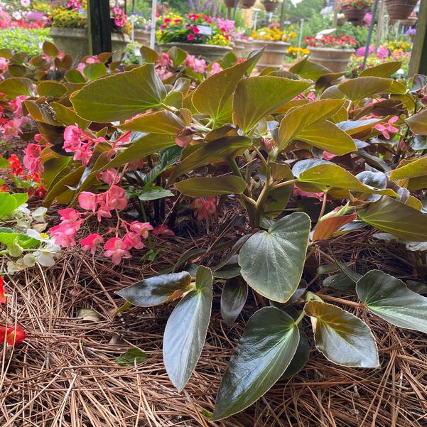 Begonia Dragon Wing® 'Pink Bronze Leaf' Image