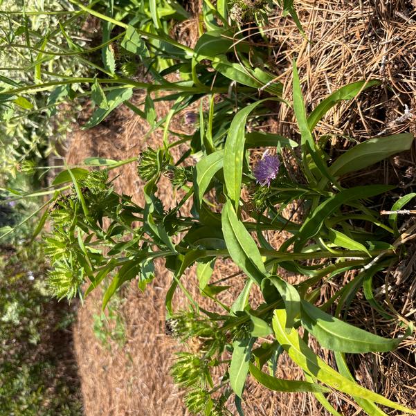 Stokesia TOTALLY STOKED 'Riptide'' Image