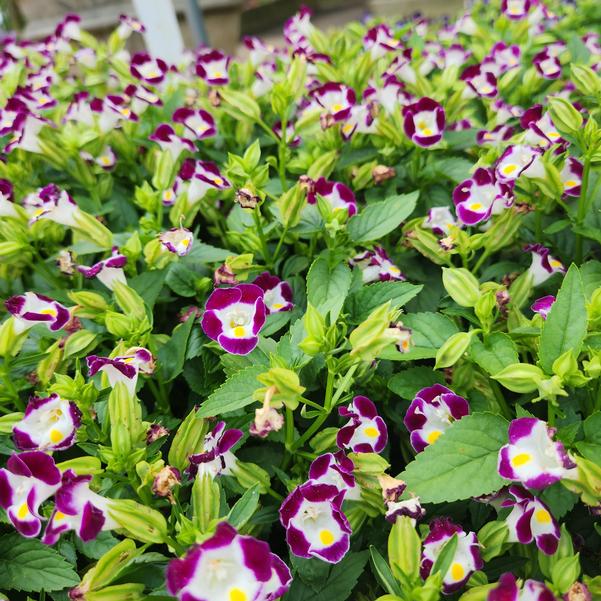 Torenia Summery Love 'Burgundy' Image