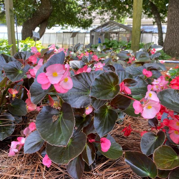 Begonia Megawatt™ 'Pink Bronze Leaf' Image