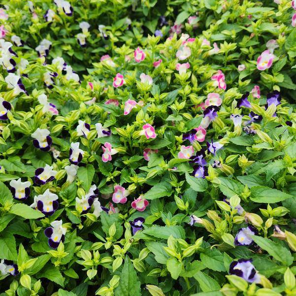 Torenia fournieri Hi-Lite™ 'Mix-Pelleted' Image