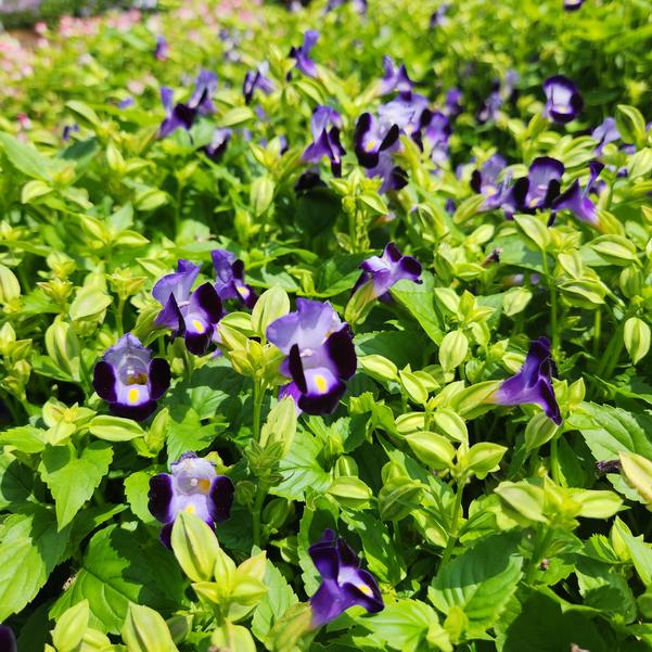 Torenia fournieri F1 Hi-Lite™ 'Blue Beacon Imp.' Image