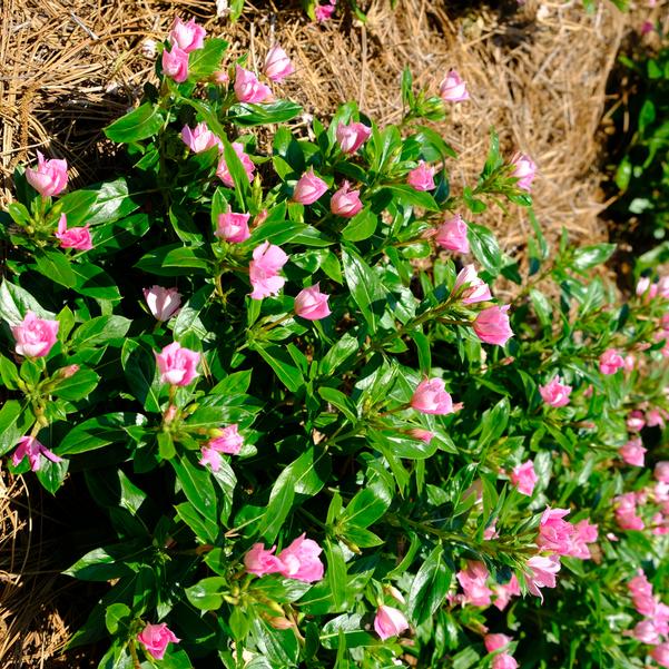 Vinca Soiree 'Double Pink Improved' Image
