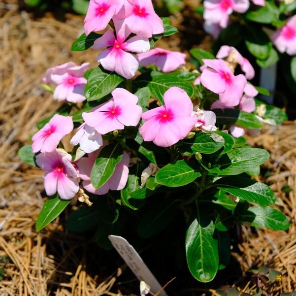 Vinca Titan-ium™ 'Blush' Image