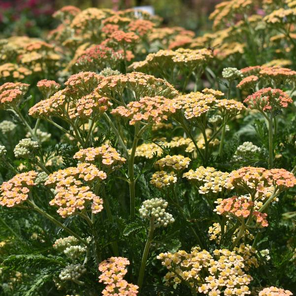 Achillea New Vintage™ 'Terracotta' Image