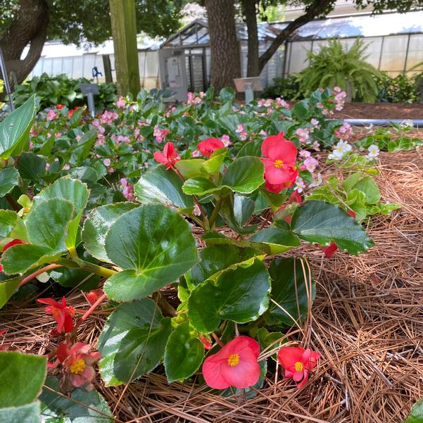 Begonia Megawatt™ 'Red Green Leaf' Image