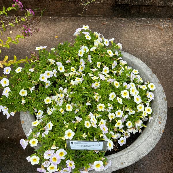 Calibrachoa Rainbow® 'Iced Blueberry' Image