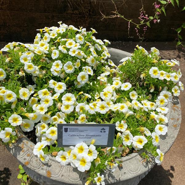 Calibrachoa Bloomtastic 'Sunshine' Image