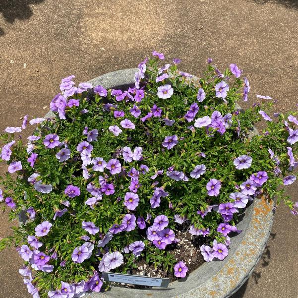 Calibrachoa Bloomtastic 'Blue Sky' Image