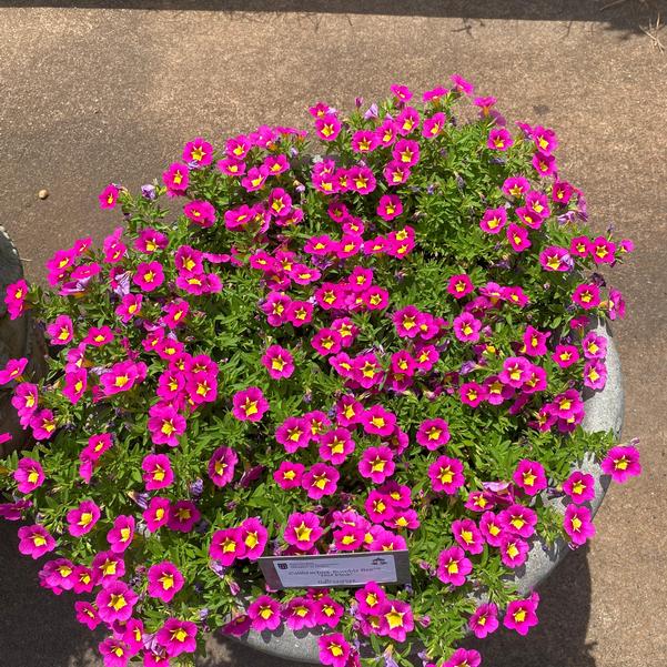 Calibrachoa Bumble Bee™ 'Hot Pink' Image