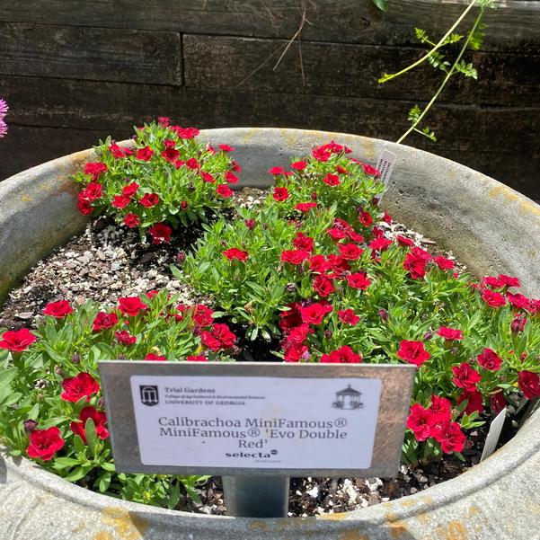 Calibrachoa MiniFamous® MiniFamous® 'Evo Double Red' Image