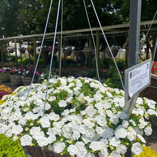 Calibrachoa MiniFamous® MiniFamous® 'Evo Double White' Image