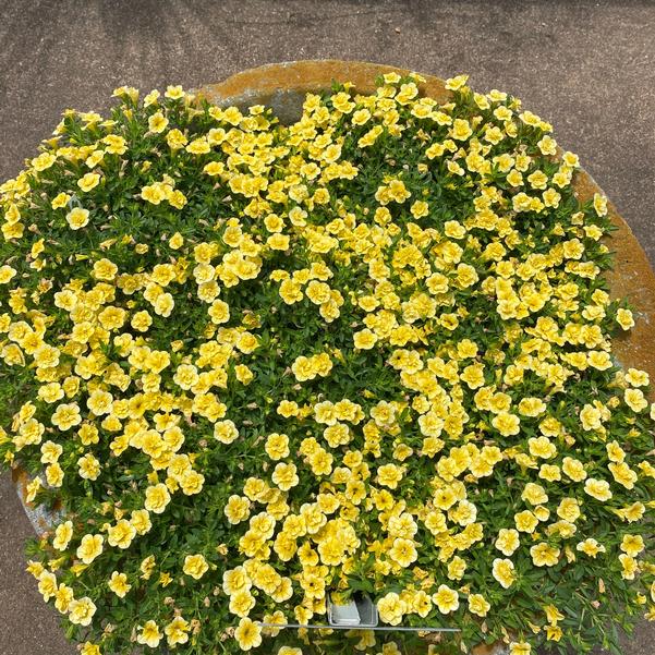 Calibrachoa MiniFamous® MiniFamous® 'Evo Double Yellow' Image